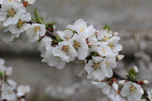 a blooming cherry branch on a gray background