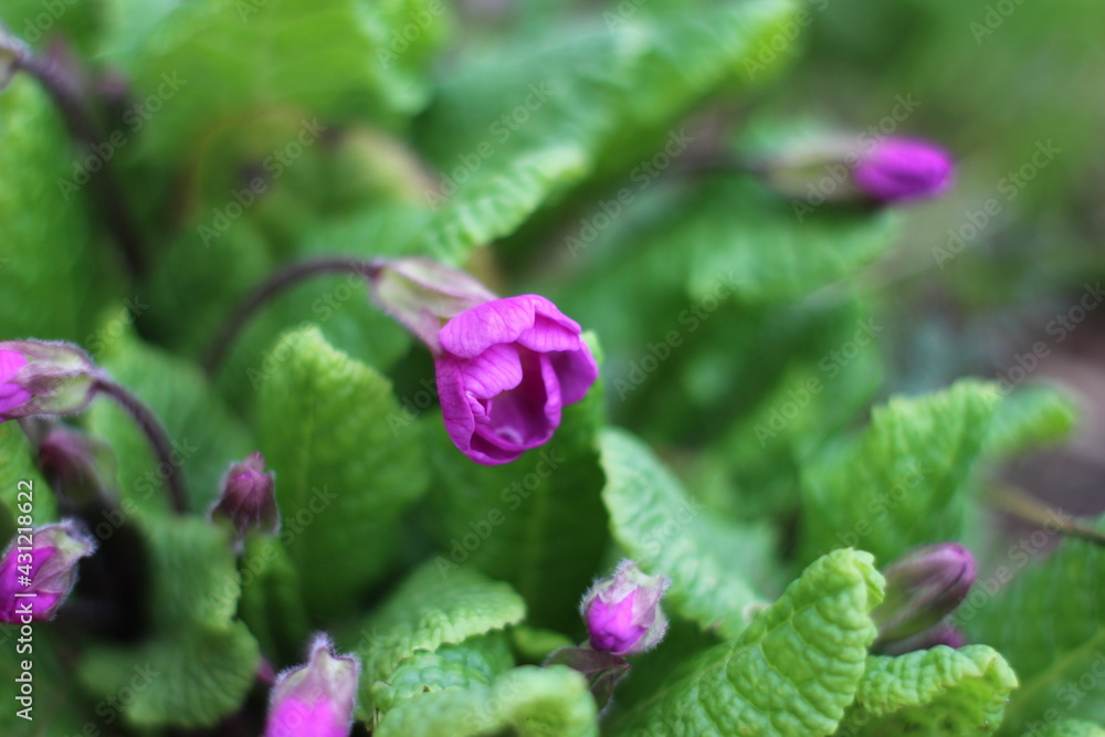 pink primrose bud on the background of emerald leaves pink primrose bud on the background of emerald leaves