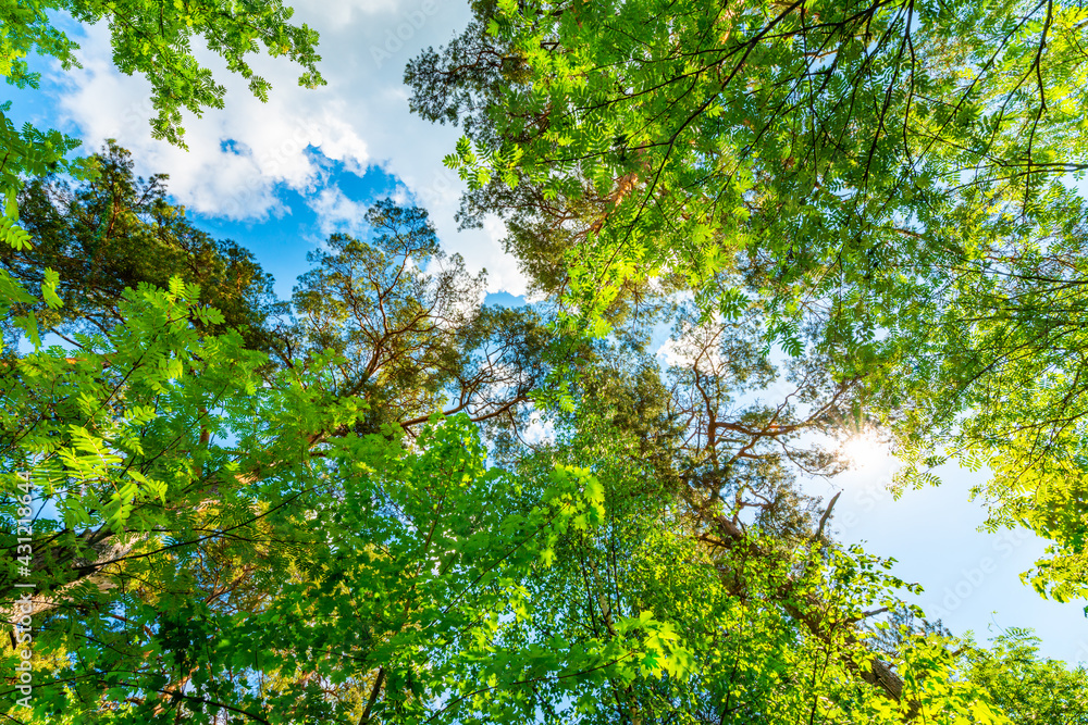 The sky with the tops of trees. View up from ground level. Beautiful nature. Mixed forest. Blue sky with sun and clouds. Russia, Europe. The sky with the tops of trees. View up from ground level. Beautiful nature. Mixed forest. Blue sky with sun and clouds. Russia, Europe.