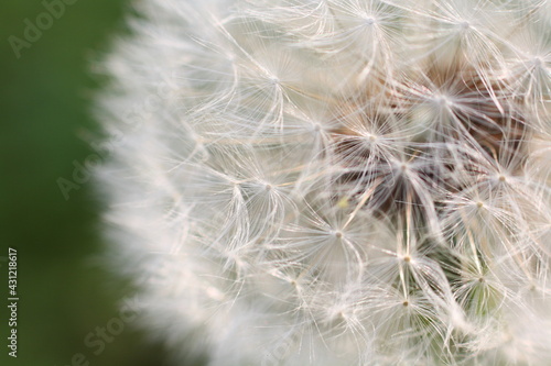 Macro close-up of a dandelion seed head  known as a dandelion clock. Short depth of field and selective focus.