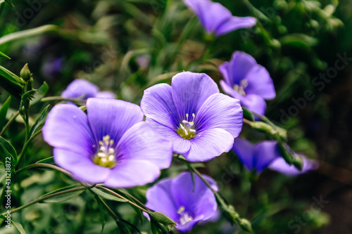 blue and purple flowers