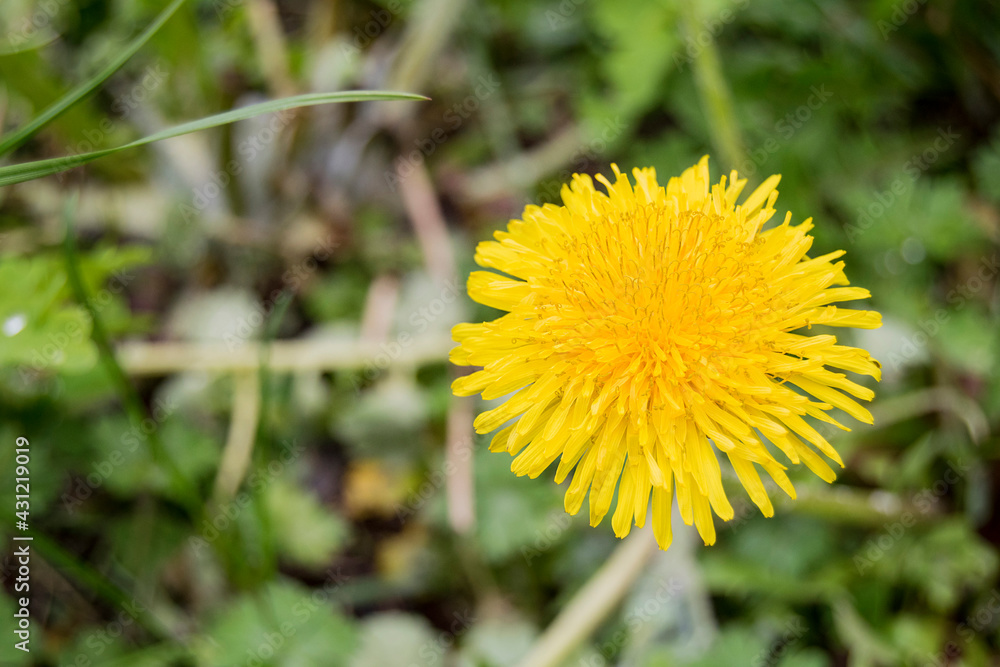 Yellow dandelion blooms (Taráxacum officinále). The flower is medicinal, wild, weed. Growing in the field. Yellow dandelion blooms (Taráxacum officinále). The flower is medicinal, wild, weed. Growing in the field.