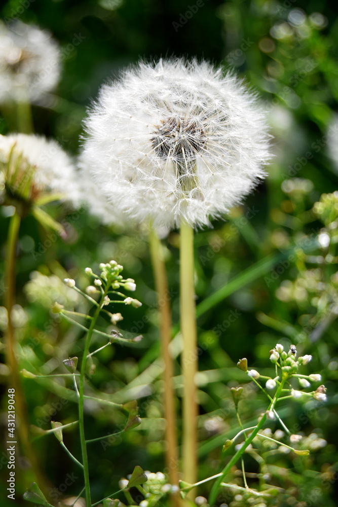 White fluffy dandelion (Taráxacum officinále). The flower is medicinal, wild, weed. Growing in the fields. White fluffy dandelion (Taráxacum officinále). The flower is medicinal, wild, weed. Growing in the fields.