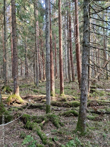 forest in autumn