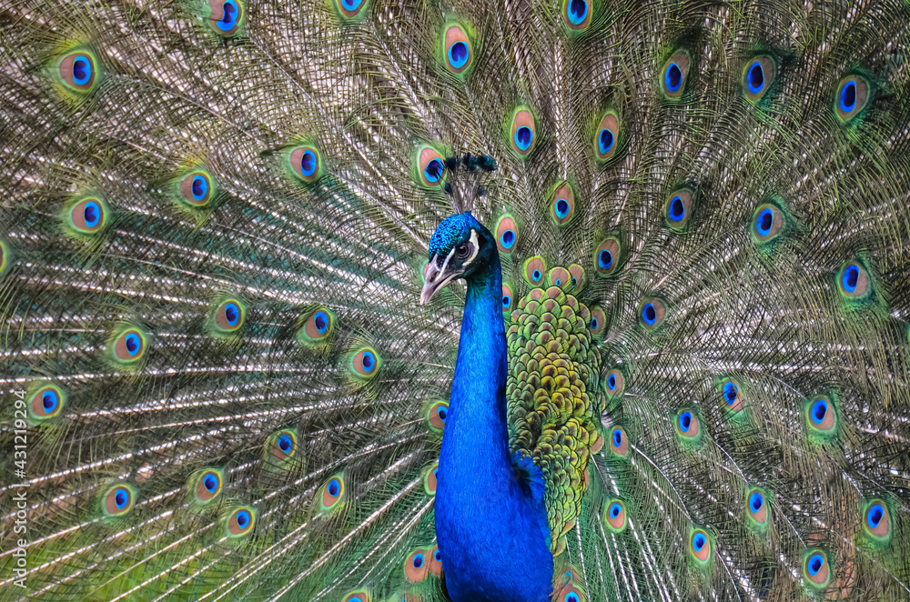 Obraz premium Vogel , Pfau