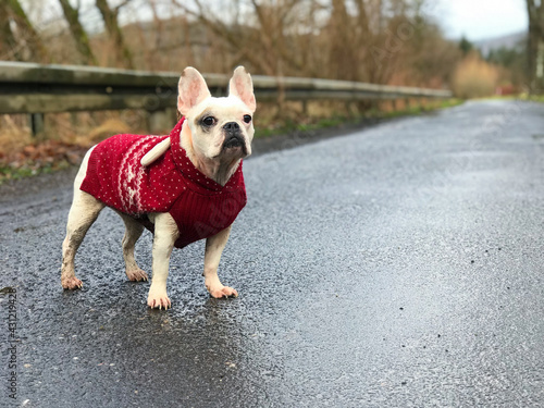 french bulldog on the asphalt road. dressed in a red winter sweater with reindeers