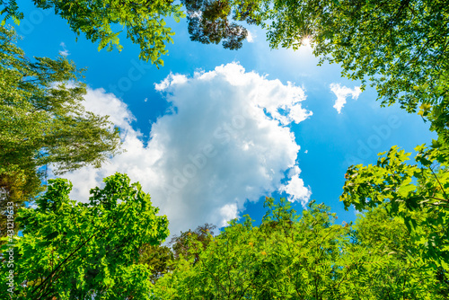 The sky with the tops of trees. View up from ground level. Beautiful nature. Mixed forest. Blue sky with sun and clouds. Russia  Europe.