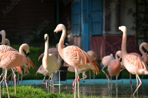 Flamingo , rosa Flamingo