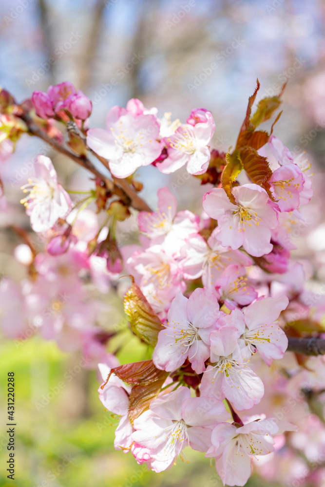 Obraz premium Spring cherry blossom. Beautiful pink floral background.