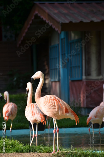 Flamingo , rosa Flamingo 