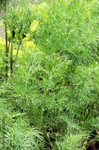 Growing Dill with water drops on leaves after rain.