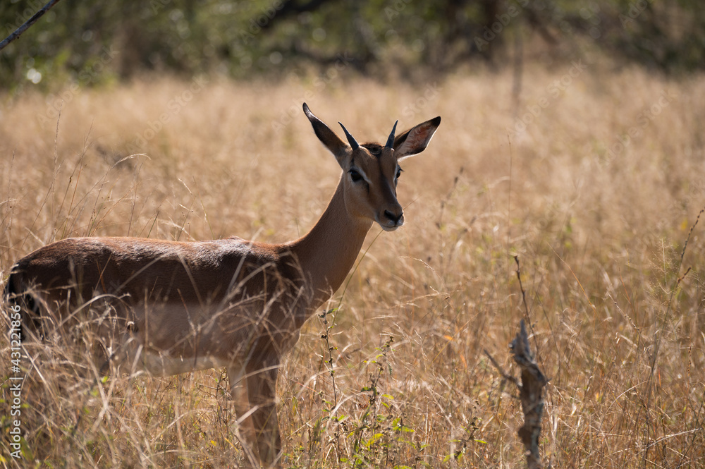 Impala Portrait in the wild bush of the kruger national park of South africa Impala Portrait in the wild bush of the kruger national park of South africa