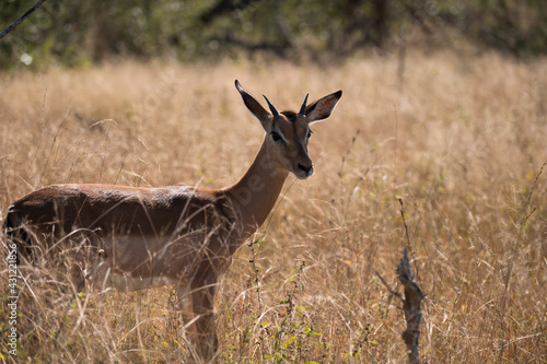 Impala Portrait in the wild bush of the kruger national park of South africa