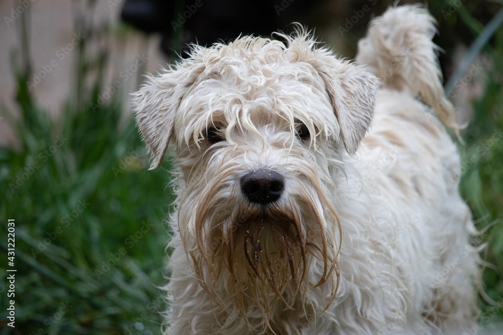 schnauzer nain blanc sous la pluie schnauzer nain blanc sous la pluie
