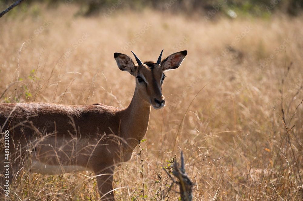 Impala Portrait in the wild bush of the kruger national park of South africa Impala Portrait in the wild bush of the kruger national park of South africa