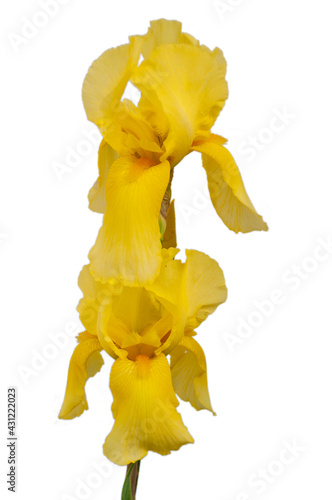 Yellow iris flower on white background
