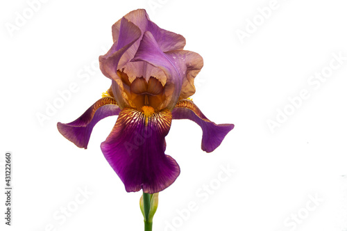 Red iris flower on white background