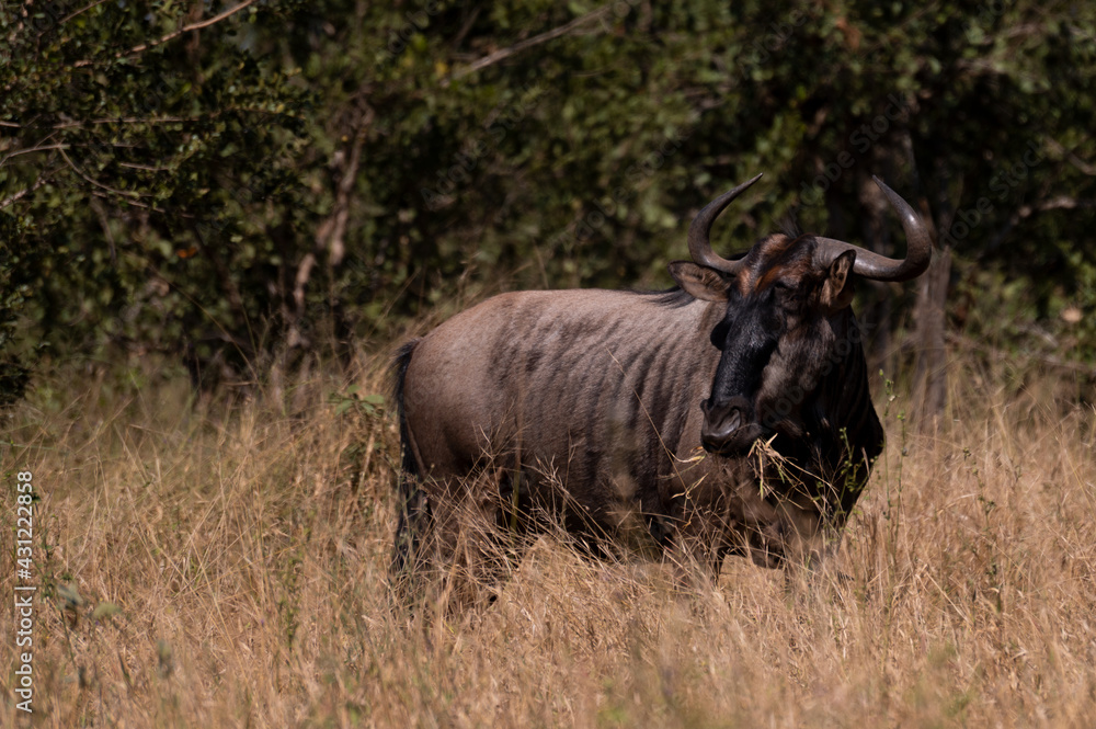 Wildebeest with a mouthful of grass looking around for predators Wildebeest with a mouthful of grass looking around for predators