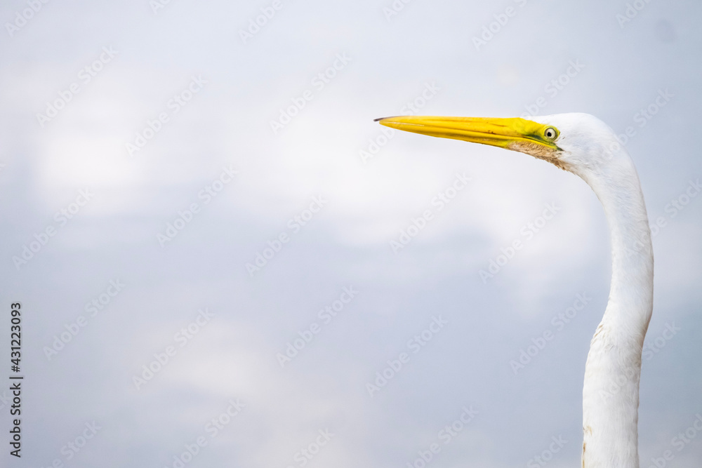 heron