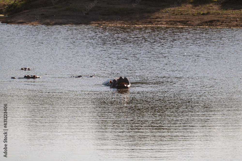 Hippo yawning and showing its teeth while blowing water upward in kriger national park in South Africa Hippo yawning and showing its teeth while blowing water upward in kriger national park in South Africa