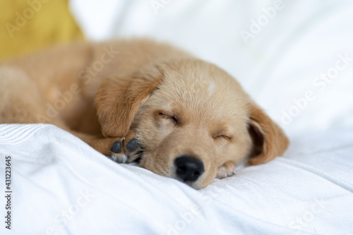 Golden labrador puppy resting on a white sofa © carlosmoyo