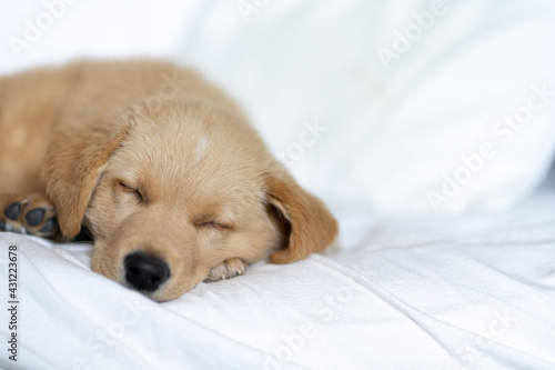 Golden labrador puppy resting on a white sofa