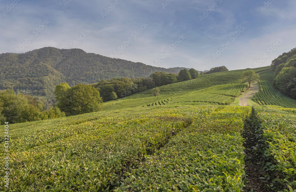 Tea fields in the mountains. Suburbs of Sochi. Tea bushes in the foreground, mountains and sky with light clouds Tea fields in the mountains. Suburbs of Sochi. Tea bushes in the foreground, mountains and sky with light clouds