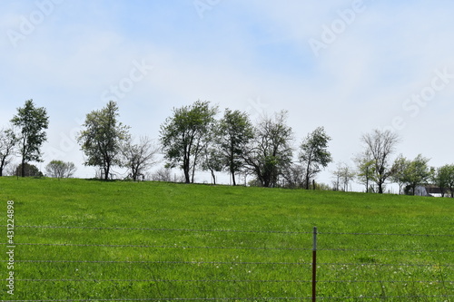 Trees in a Field photo