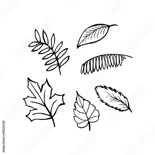 Set of doodle leaves. Vector hand-drawn botanical illustration. Isolated objects on white 