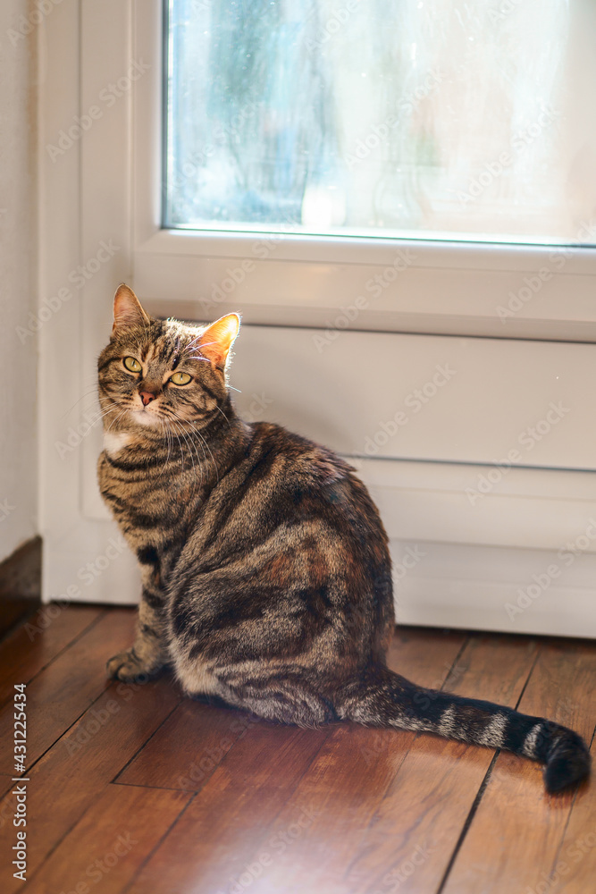 Chat tigré à coté de porte de balcon, veut sortir dehors.