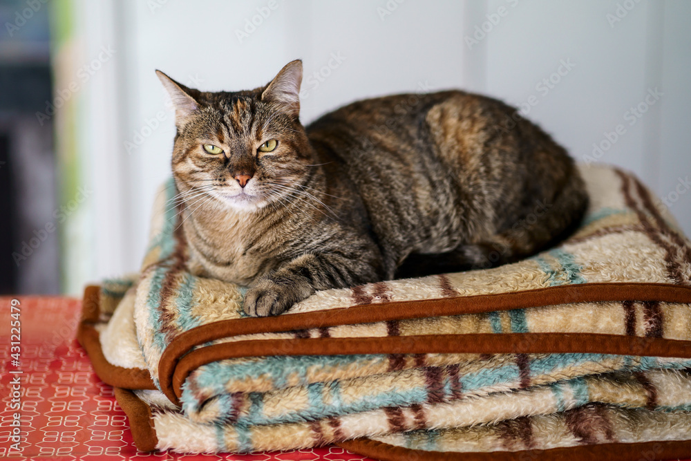Chat tigré couché sur une couverture.