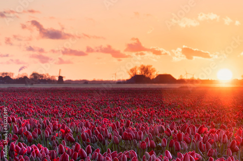 golden, sunny morning over red tulip field