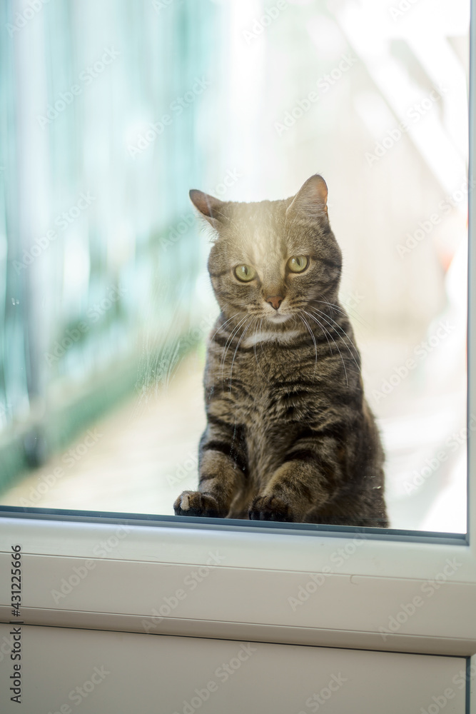 Chat tigré sur le balcon derrière la porte veut rentrer à l'interieur.