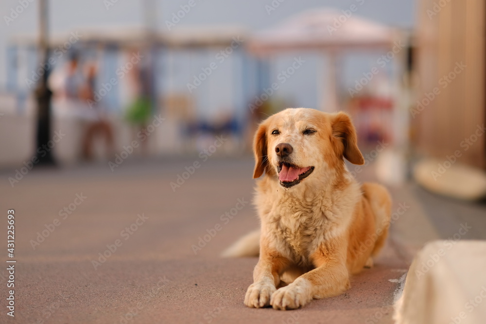 golden retriever dog golden retriever dog