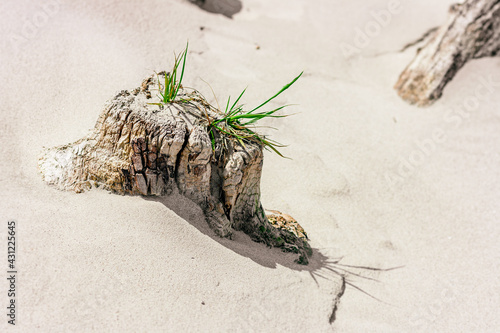 Lubmin, Mecklenburg-Vorpommern, Strand, Baumstamm photo