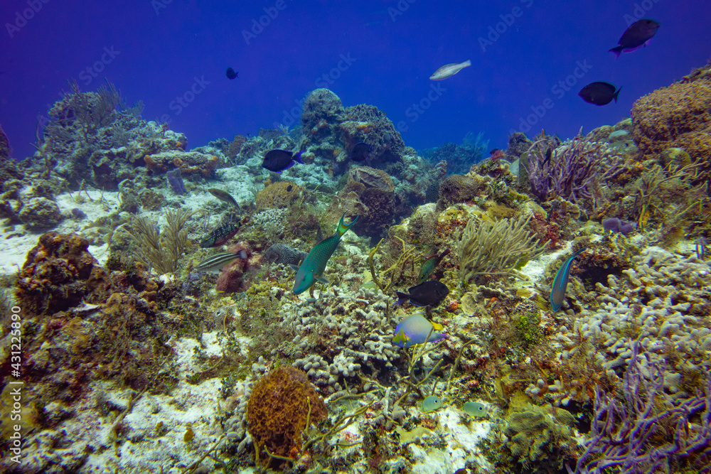Thriving Coral Reef