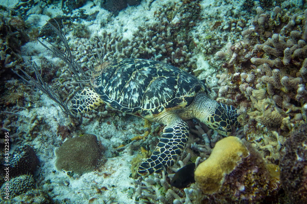Green Sea Turtle Looking for a Snack