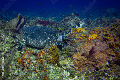 Sea Turtle Eating Coral