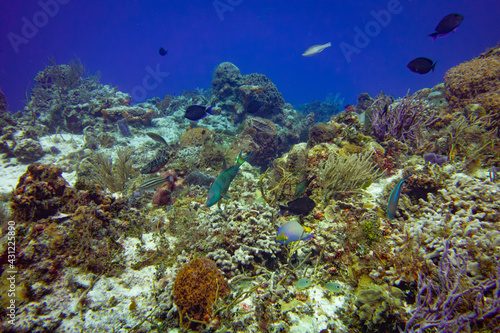 Thriving Coral Reef