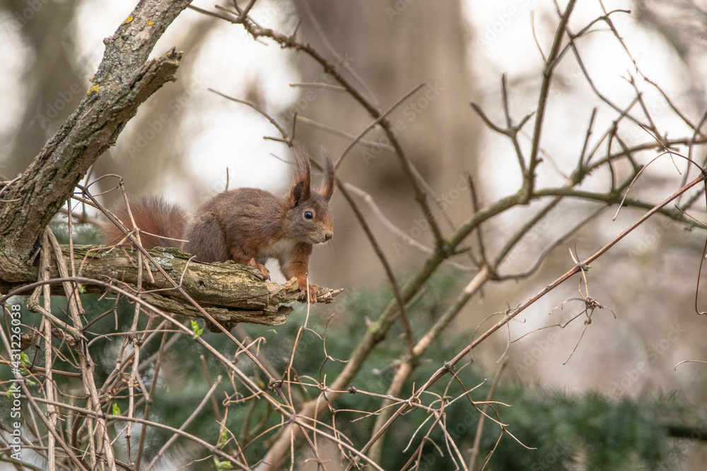 Eichhörnchen im Baum Eichhörnchen im Baum