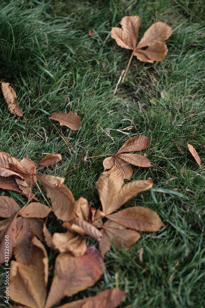 autumn leaves in the grass autumn leaves in the grass