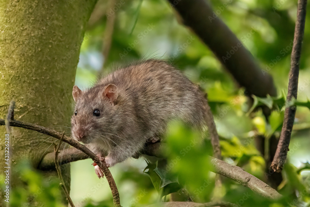 A Brown rat scurries along a tree branch A Brown rat scurries along a tree branch