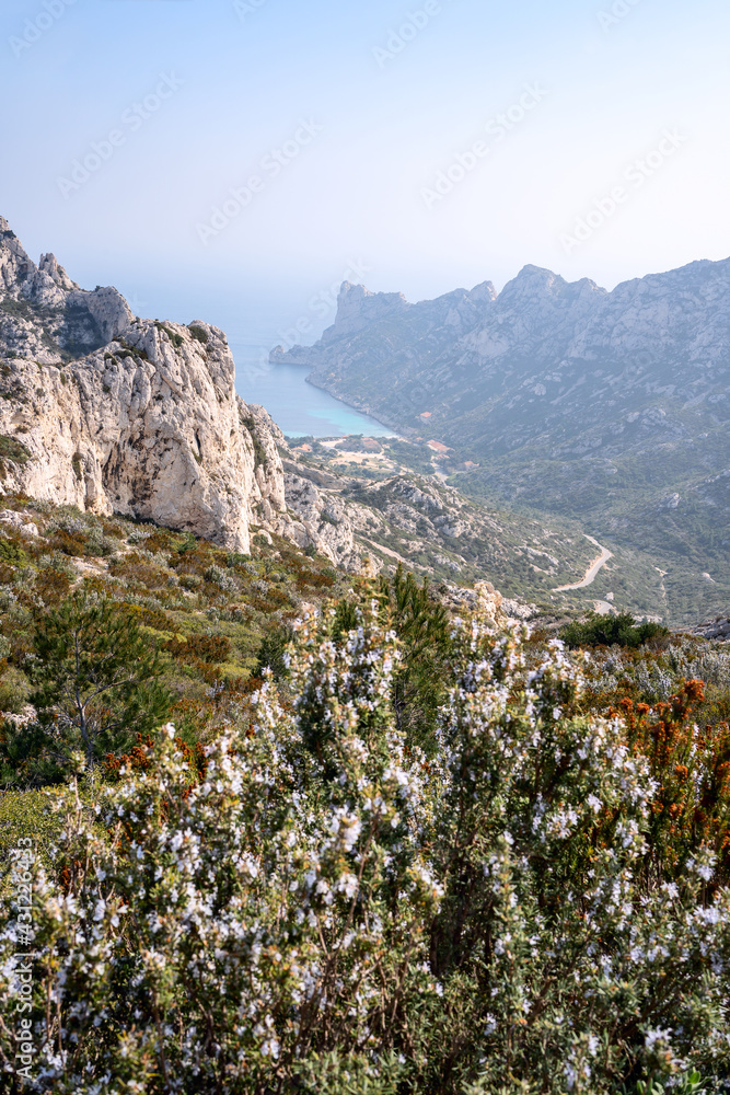 Parc national des calanques, Marseille, France. Calanque de Sormiou au printemps. Fleurs de romarin au premier plan.