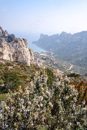 Obraz na płótnie Parc national des calanques, Marseille, France. Calanque de Sormiou au printemps. Fleurs de romarin au premier plan. w salonie