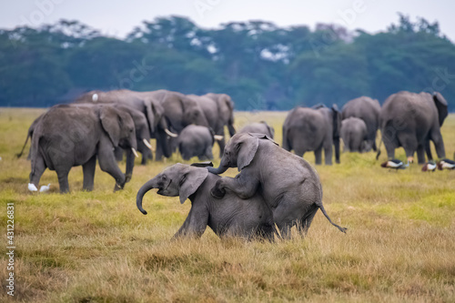 Photography Two young elephants playing in the herd