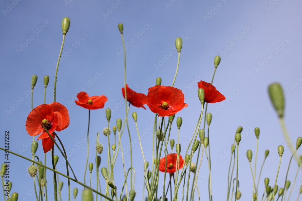 Fototapeta premium Mohn im Sommer