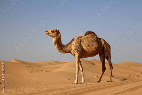 Camel in the dunes of Wahiba sands, Oman