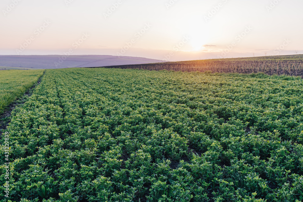 Sunny landmark valley Lucerne cultivated green plants growing. Alfalfa field. Live plants Green live plant photo, view. Sunny landmark valley Lucerne cultivated green plants growing. Alfalfa field. Live plants Green live plant photo, view.