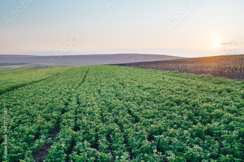 Sunny landmark valley Lucerne cultivated green plants growing. Alfalfa field. Live plants Green live plant photo  view.