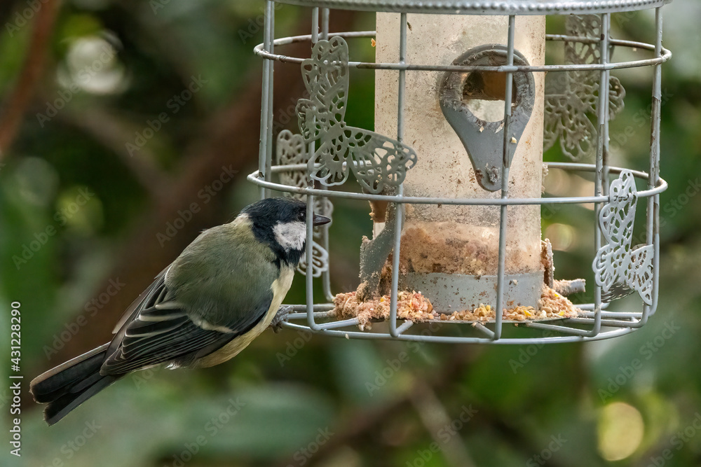 Naklejka premium A Great Tit helps itself at the bird feeder